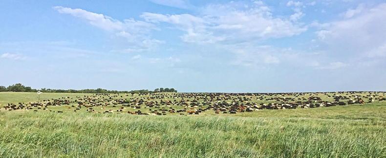US beef exports to Asia slump - Vimarsana News