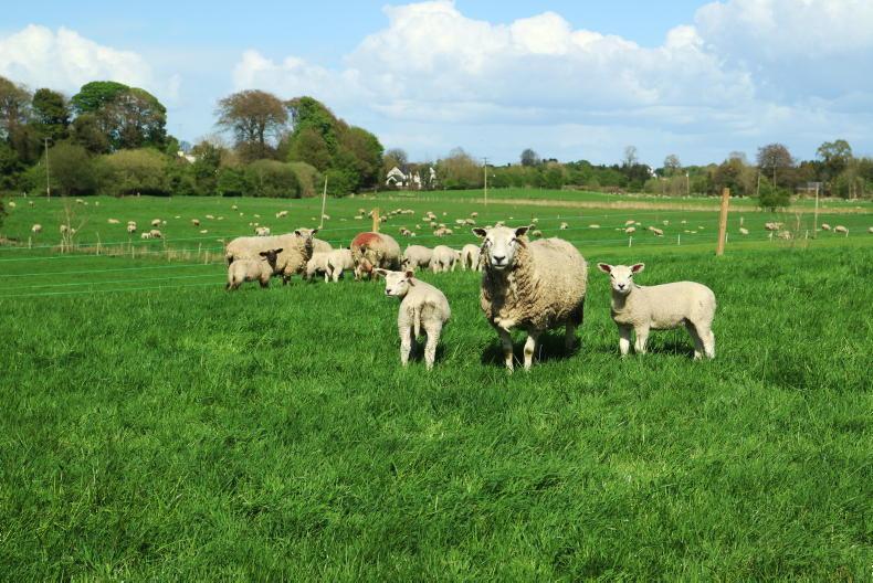 Programme announced for Teagasc lowland sheep conferences - Vimarsana News