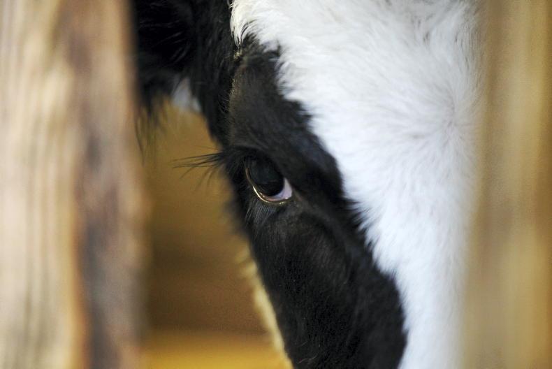 ICBF asks farmers to report calves with genetic defects - Vimarsana News