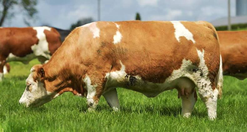 Investigation into Bord Bia QA proposals needed – ICSA