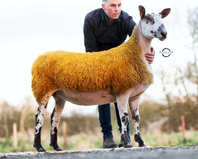 Ballytober flock comes out on top in Ballymena - Vimarsana News