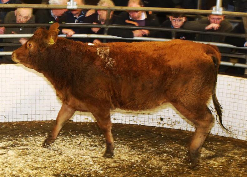 Farmers reject Bord Bia cattle buying proposal