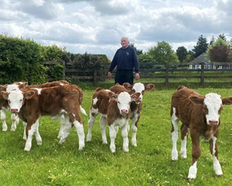 Protecting valuable Simmental calves from scour in early life - Vimarsana News