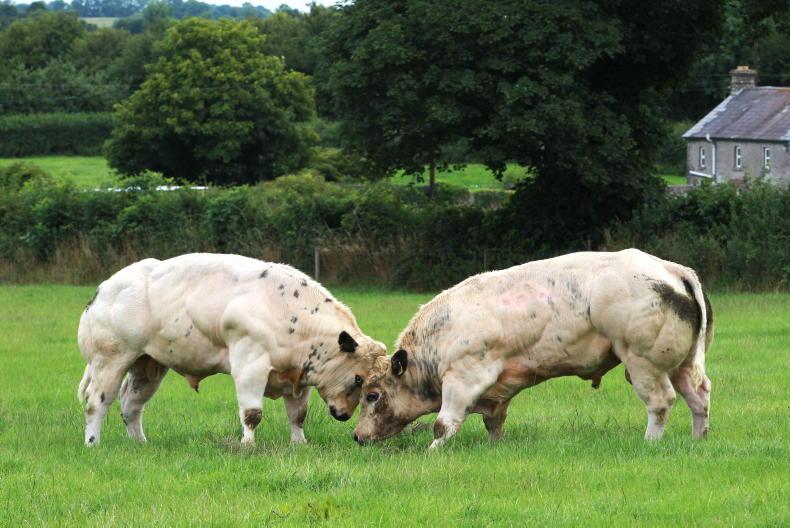 Beef indexes to headline ICBF stakeholder forum - Vimarsana News