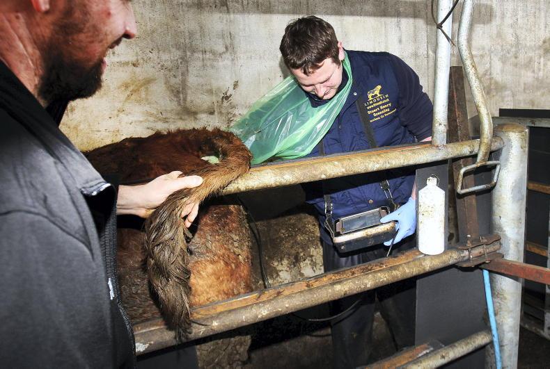 Scanning time for autumn-calving herds - Vimarsana News