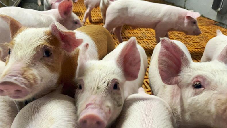 EU approves €1bn German state aid for pig industry - Vimarsana News