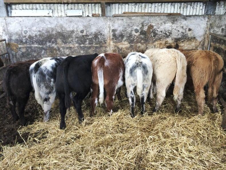 Plan to scrap IBR testing in €50/hd beef scheme - Vimarsana News
