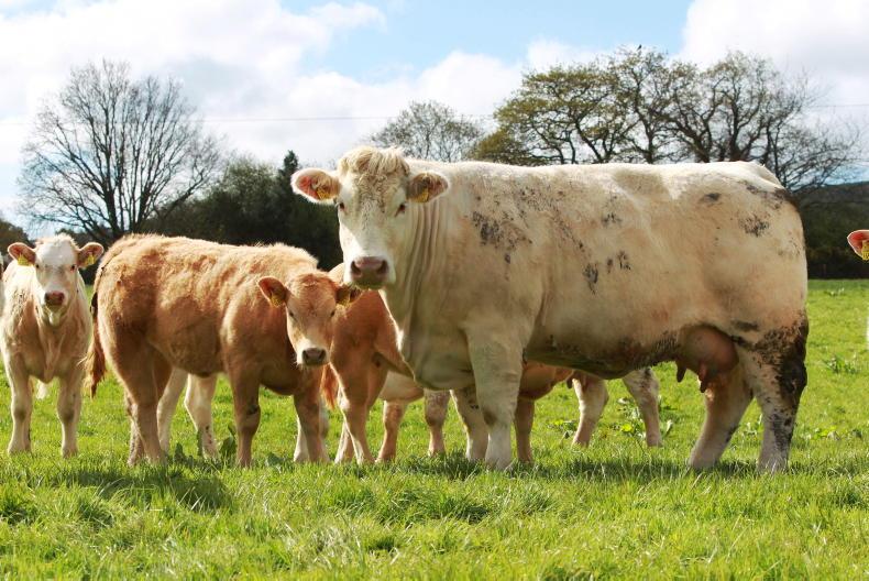 Cow weights a sticking point in ICBF talks - Vimarsana News