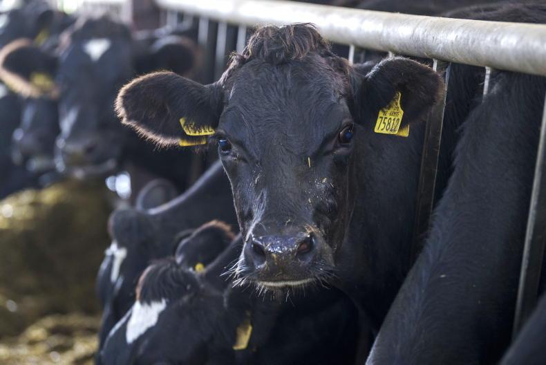 Officials confirm clarification on nitrates derogation - Vimarsana News