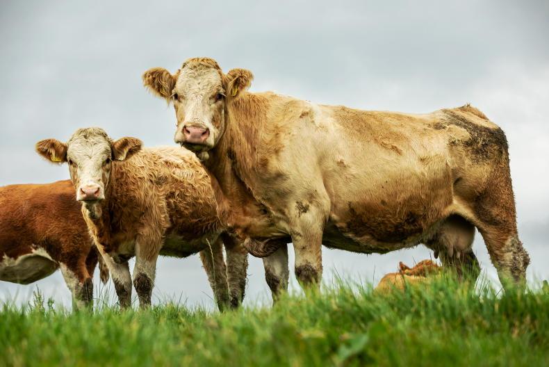 Weanlings hit record €4/kg in mart sales - Vimarsana News