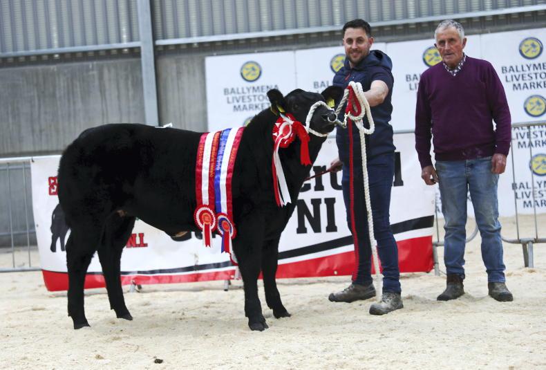 Lightning strikes twice for O'Hare family at stars of the future calf show - Vimarsana News