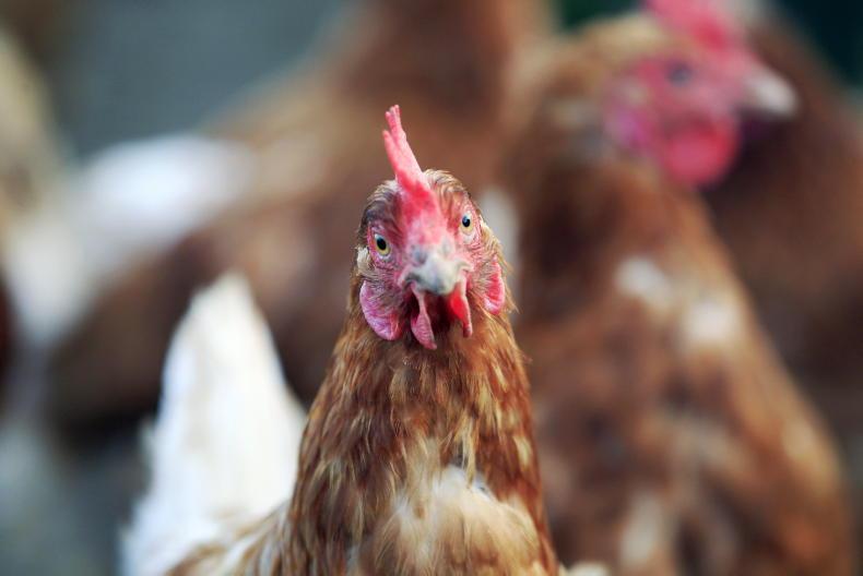 High Court dismisses challenge over chicken farm licence - Vimarsana News