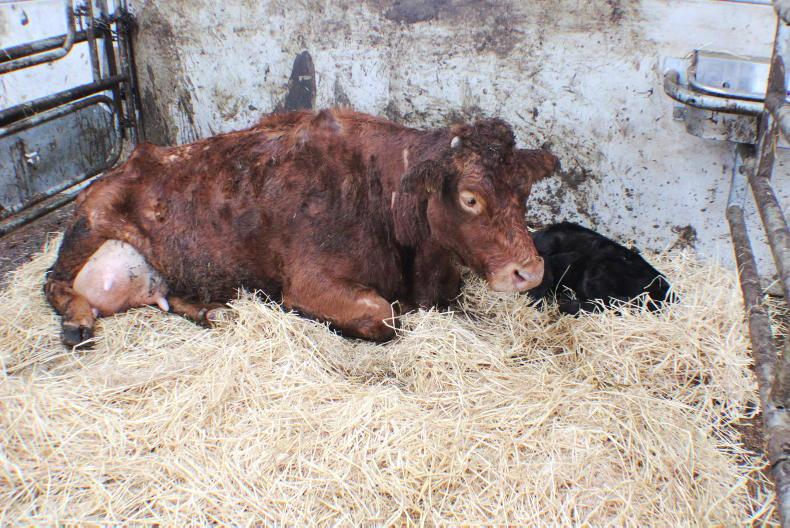 Ten tips to stretch straw for calving and lambing - Vimarsana News