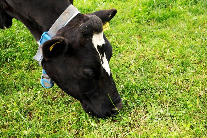 Dairy management: grazing, calves and milk markets - Vimarsana News
