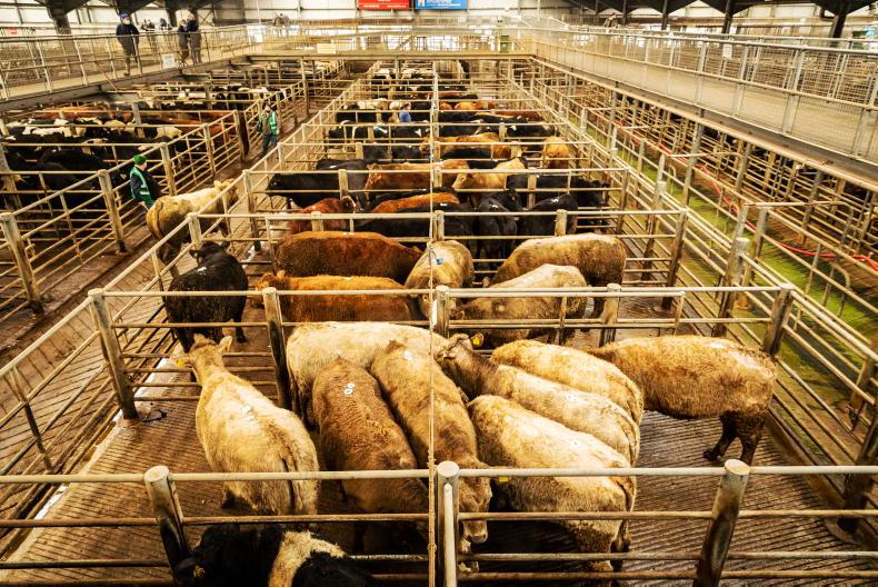 Watch: record online cattle sales in Kilkenny Mart - Vimarsana News