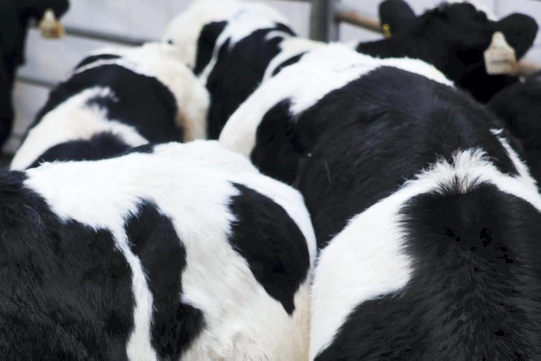 Calf numbers begin to lift in marts - Vimarsana News