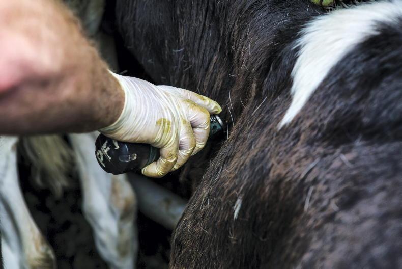 Outbreaks of TB in cattle herds hit a10-year high - Vimarsana News
