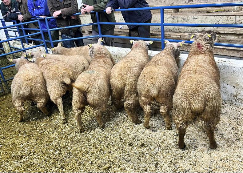 Hogget trade bursts into life - Vimarsana News