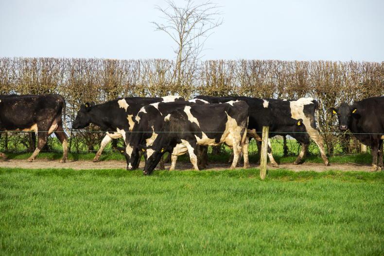 Agri jobs: dairy assistant required on 475-cow Cork farm - Vimarsana News