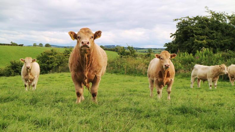 Almost 60% of people in favour of national herd cull - EPA survey - Vimarsana News