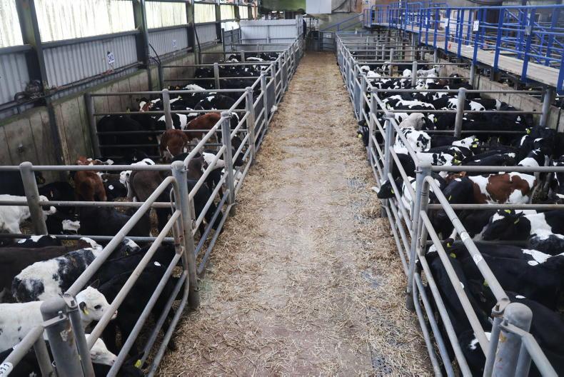 Camera at the Mart: over 1,800 calves through the ring in Bandon - Vimarsana News