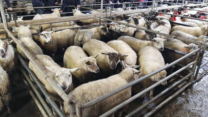 Sheep price update: agents buying strong on Monday - Vimarsana News