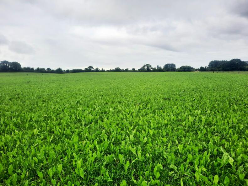 Multi-species sward and red clover silage measures - your questions answered - Vimarsana News