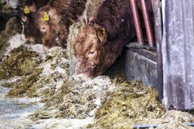 Beef prices fall short of finishing costs Beef prices fall short of finishing costs