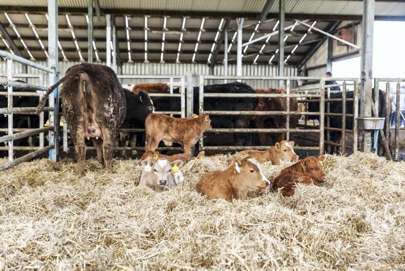 Tullamore Farm update: calving, lambing and selling bulls 