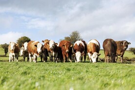 Wet weather disrupts grazing plans Wet weather disrupts grazing plans