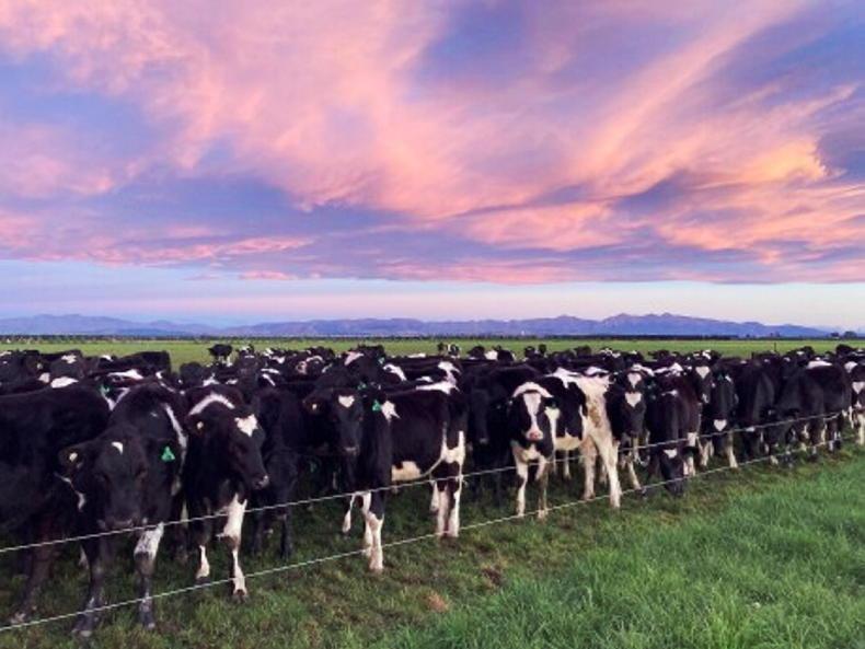 Agri jobs: 850-cow dairy herd seeks worker - Vimarsana News