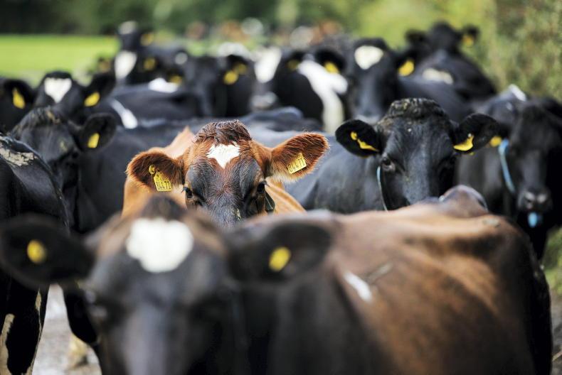 Vets and farmers struggling to secure vaccines - Vimarsana News