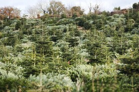 Ireland needs commercial conifers, not small native woodlands - FII Ireland needs commercial conifers, not small native woodlands - FII