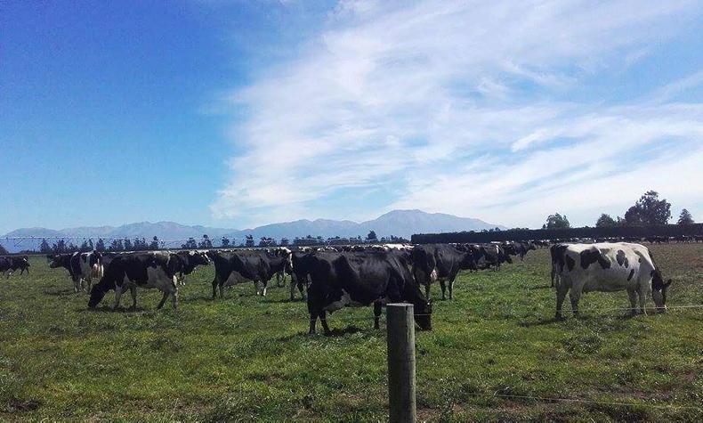 UCD student working on a 770-cow farm in New Zealand - Vimarsana News