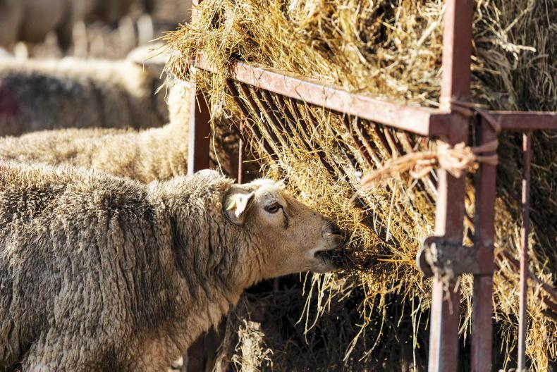Agri lenders must help relieve farmer cashflow issues - IFA - Vimarsana News