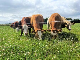 Buying stores to graze: Do the costs stack? Buying stores to graze: Do the costs stack?