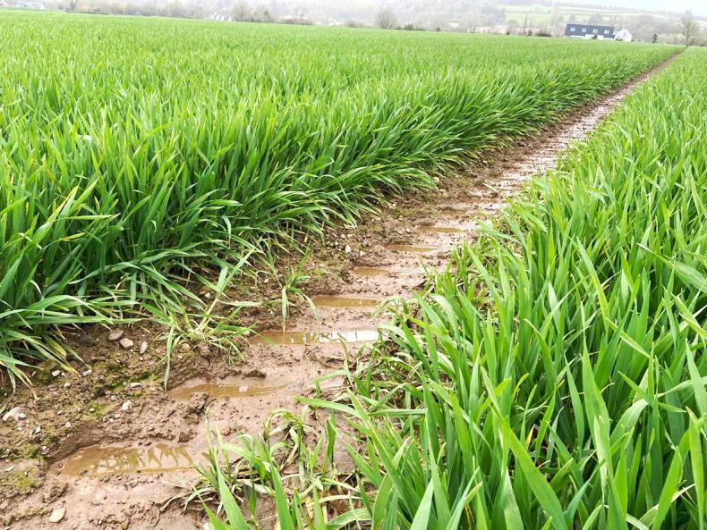 Decent winter crops but fields remain saturated