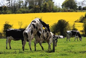 The importance of resilient breeding policies The importance of resilient breeding policies