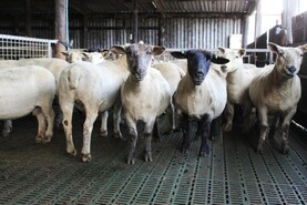 Slatted floors for sheep and calves: the pros and cons Slatted floors for sheep and calves: the pros and cons