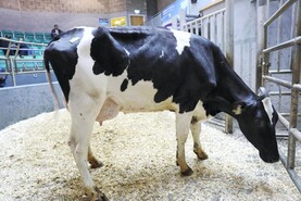 Camera at the Mart: first-calvers call for strong trade in Corrin Camera at the Mart: first-calvers call for strong trade in Corrin