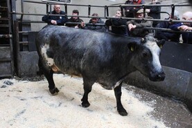 In pictures: Flying trade for fat cows at Draperstown In pictures: Flying trade for fat cows at Draperstown