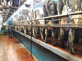 Best practice in milking courses to run across the country Best practice in milking courses to run across the country