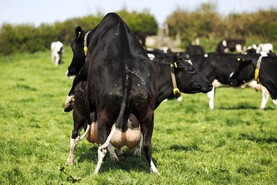Dairy management: understanding the signs of heat Dairy management: understanding the signs of heat