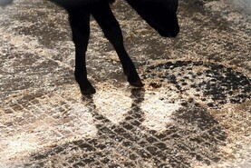 In pictures: calf numbers bounce back in Bandon In pictures: calf numbers bounce back in Bandon