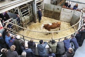 Watch: weanlings make good money in Roscrea Watch: weanlings make good money in Roscrea