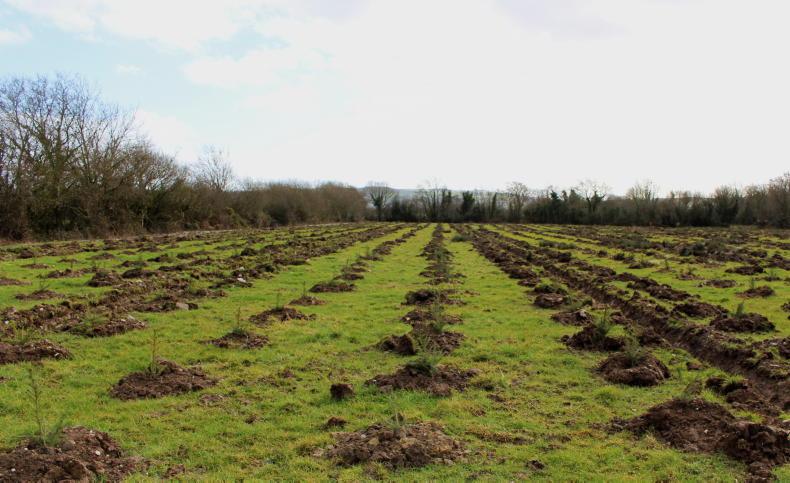 Coillte to buy new lands in a 'responsible way' - Vimarsana News