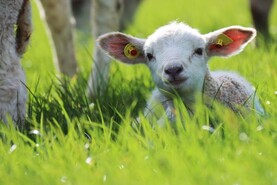 Turnout two months behind on Tullamore Farm Turnout two months behind on Tullamore Farm