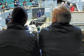 Waterford farmer to sell his dairy herd at Corrin Mart Waterford farmer to sell his dairy herd at Corrin Mart