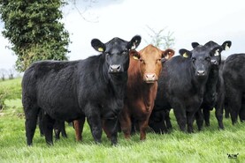 Watch: Gigginstown Angus bull hits €7,000
Watch: Gigginstown Angus bull hits €7,000