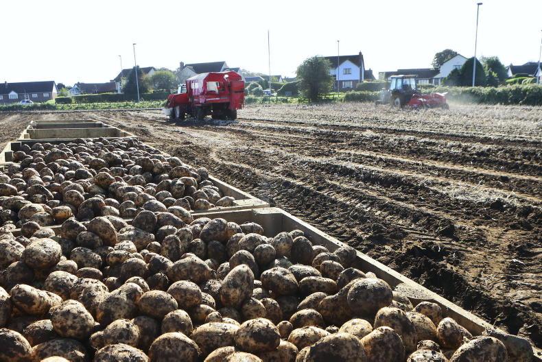 Potatos make up to €750/t due to limited supply as stocks tighten - Vimarsana News